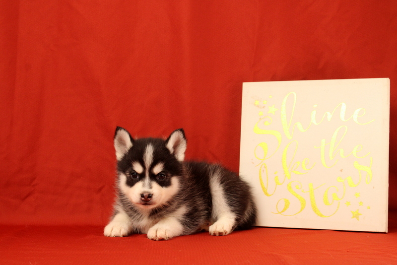puppy, for, sale, Pomsky, Matthew B. Stoltzfus, dog, breeder, Gap, PA, dog-breeder, puppy-for-sale, forsale, nearby, find, puppyfind, locator, puppylocator, aca